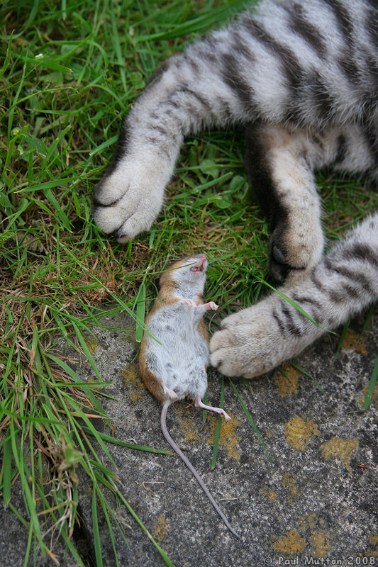 IMG 4936 Cat playing with a mouse